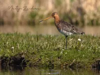 [Limosa]